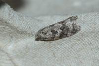Cnephasia