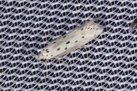 Ethmia terminella