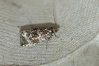 Celypha lacunana