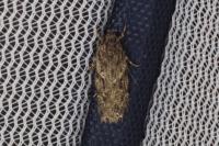 Gelechia muscosella