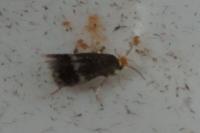 Stigmella