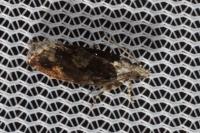 Zeiraphera isertana