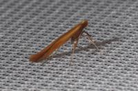 Caloptilia