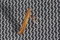 Caloptilia