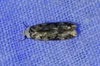 Endrosis sarcitrella