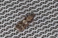Caryocolum