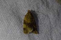 Epagoge grotiana