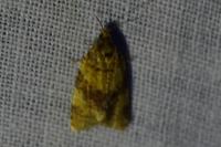 Epagoge grotiana