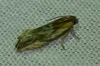 Eucosma gr. cana