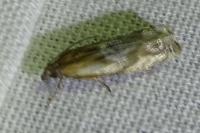 Eucosma gr. cana