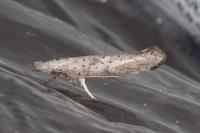Paradoxus osyridellus