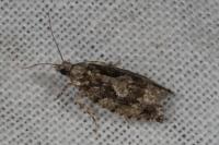 Zeiraphera isertana