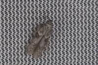 Blastobasis glandulella