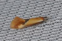 Batia lunaris
