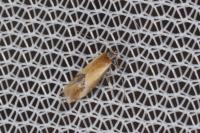 Batia lunaris
