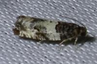 Gypsonoma sociana