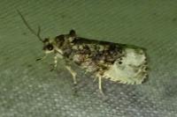 Hedya nubiferana