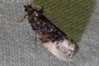 Hedya nubiferana