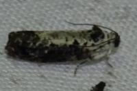 Hedya salicella