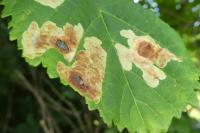 Cameraria ohridella
