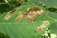 Cameraria ohridella