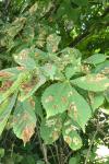 Cameraria ohridella