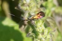 Nemophora cupriacella