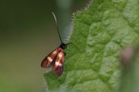 Cauchas fibulella