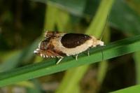 Ancylis badiana