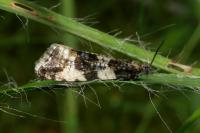 Aterpia corticana