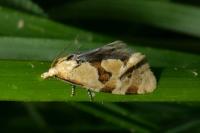 Aethes cnicana/rubigana