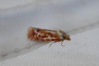 Rhyacionia buoliana