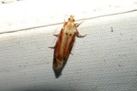 Rhyacionia buoliana