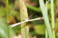 Merrifieldia baliodactyla