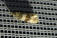 Orthotaenia undulana