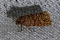Lozotaeniodes formosana