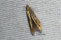 Coleophora binderella