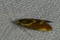Metalampra