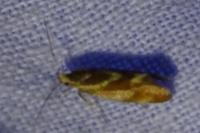 Metalampra