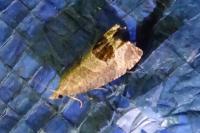 Notocelia uddmanniana