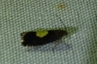 Pammene regiana