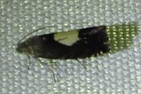 Pammene regiana