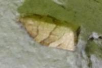 Pandemis cerasana