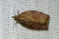 Pandemis heparana