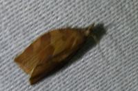 Pandemis heparana