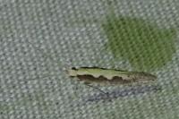 Plutella xylostella