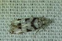 Pseudotelphusa scalella