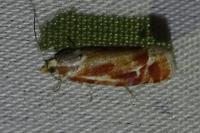Rhyacionia