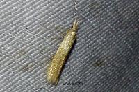 Coleophora lutipennella
