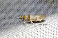 Cedestis gysseleniella